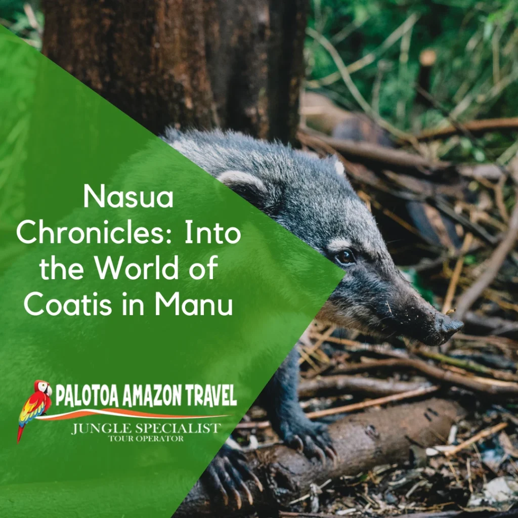 Coatis in Manu