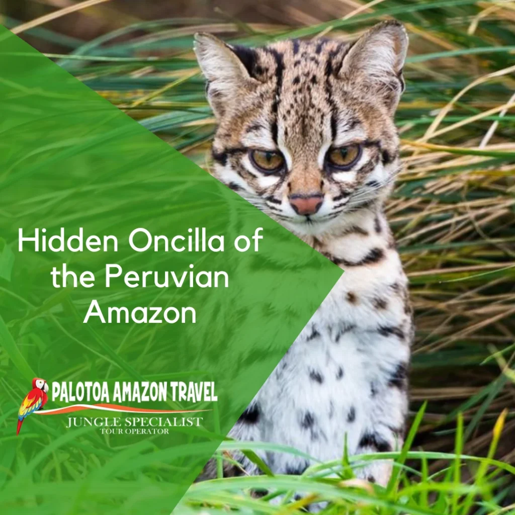 Hidden Oncilla
