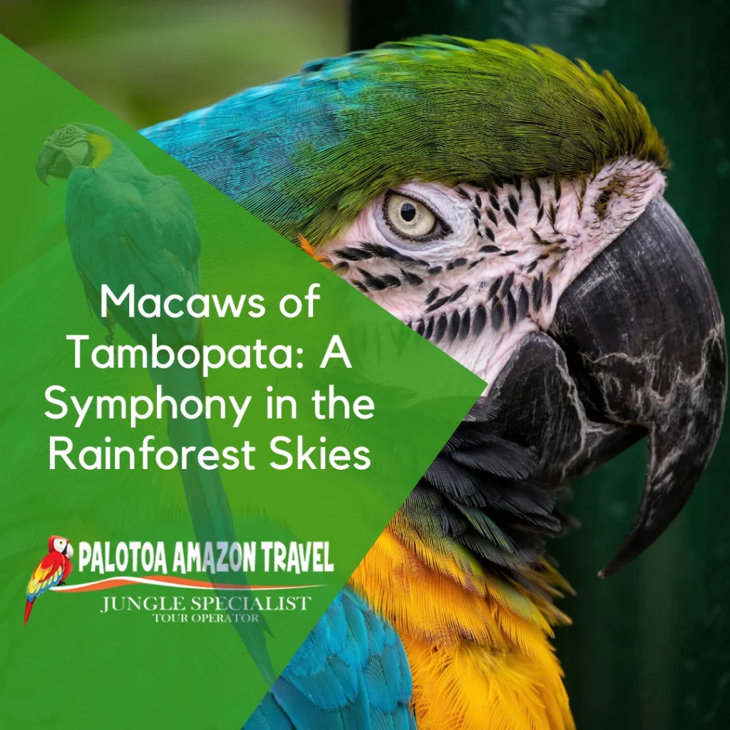 macaws-og-tambopata