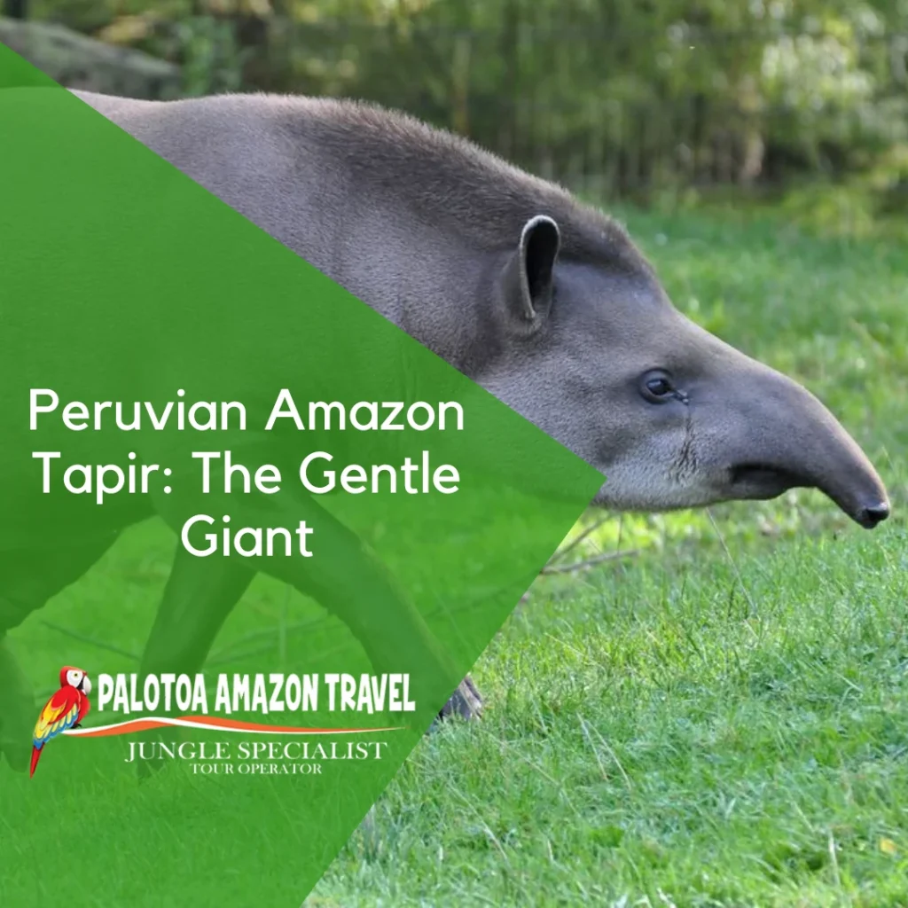 Tapir