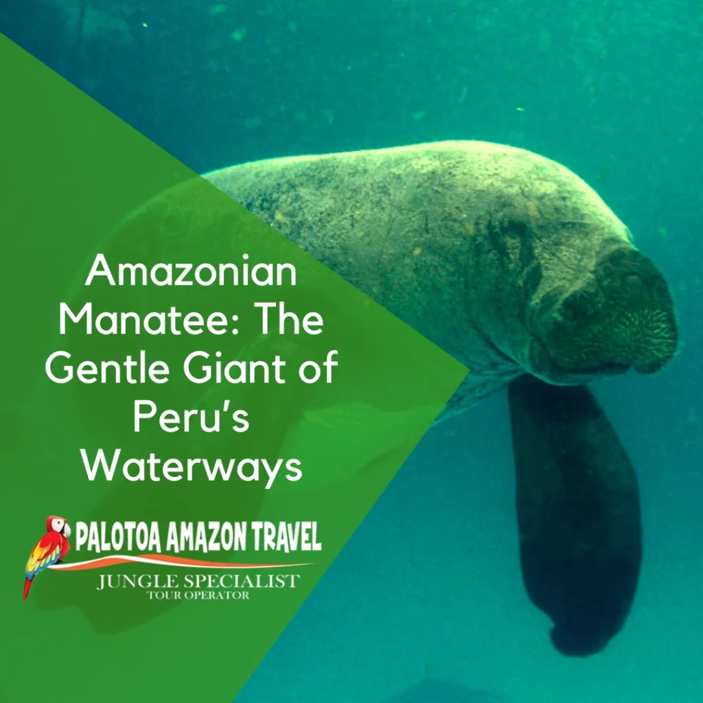 Manatee