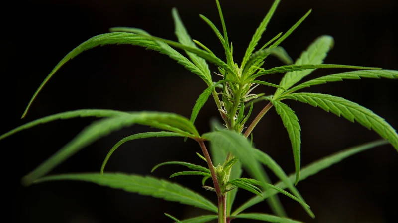 plants