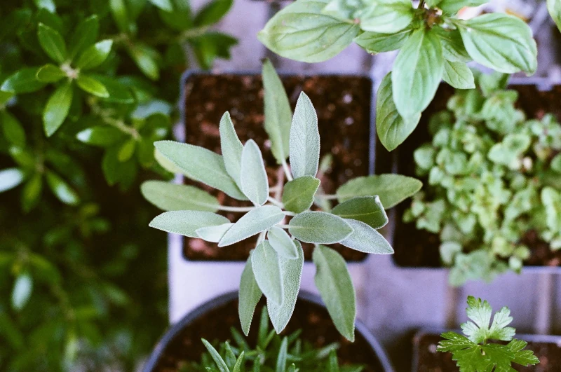 plants
