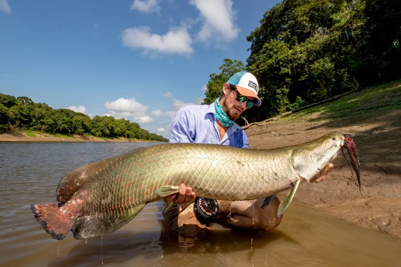 Arapaima Paiche