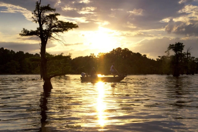 Arapaima Paiche, Amazon River