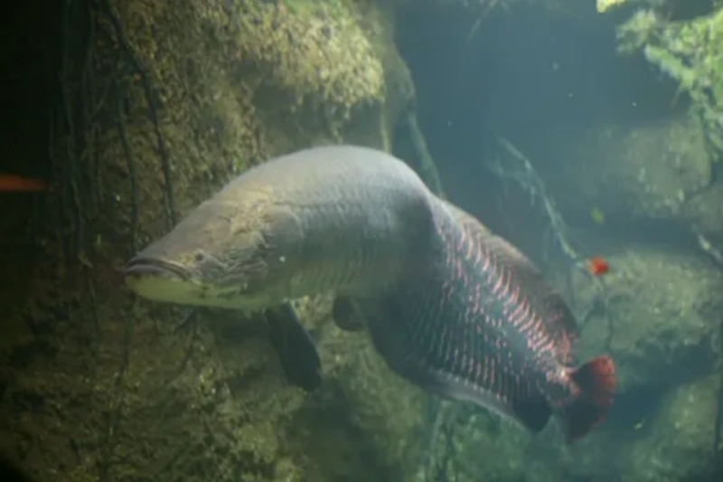 Arapaima Paiche