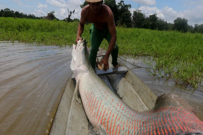 Arapaima Paiche