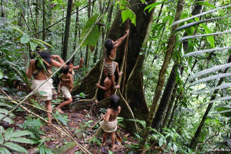 peru tropical forest ecosystems, Cusco to Manu Tour
