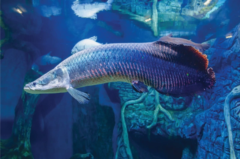 Arapaima Paiche