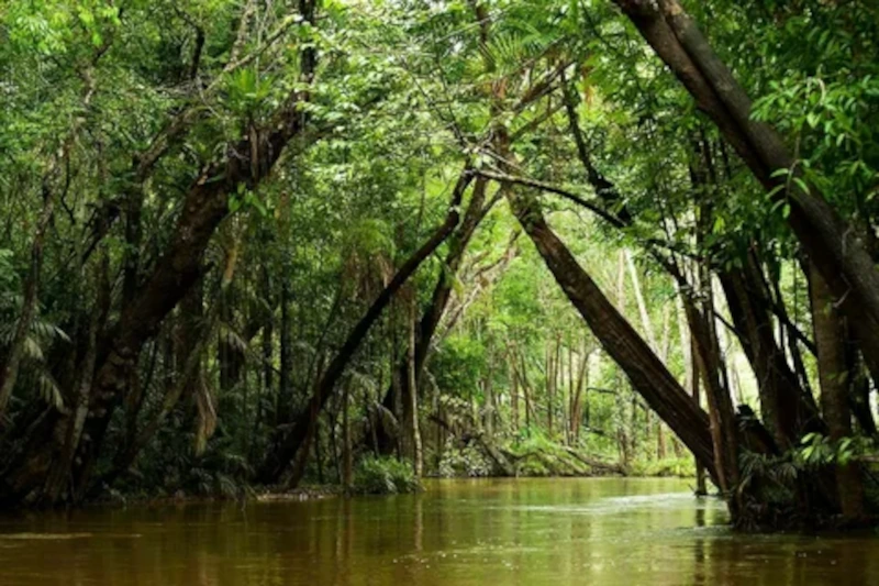 amazon River in America
