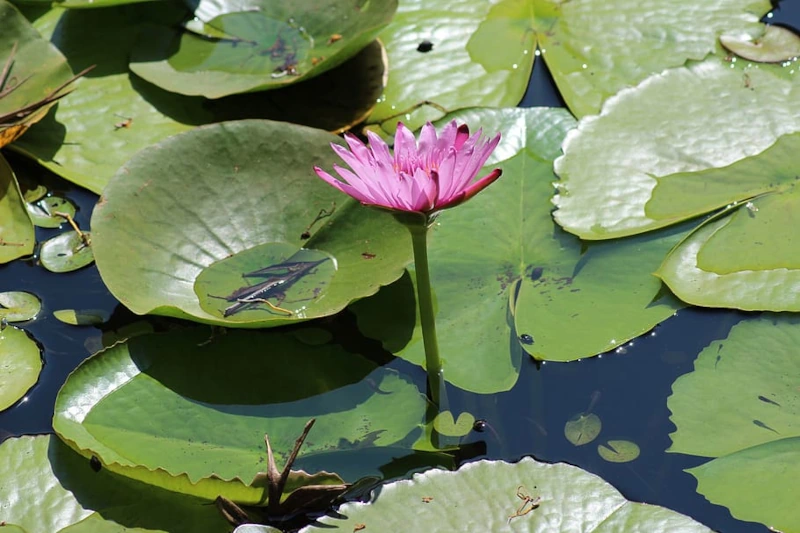 Plant Deep Within