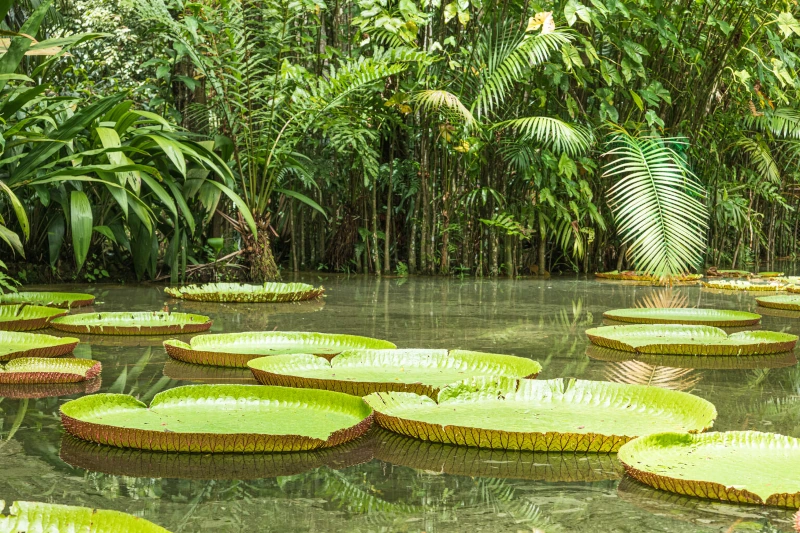Aquatic Plant Deep Within