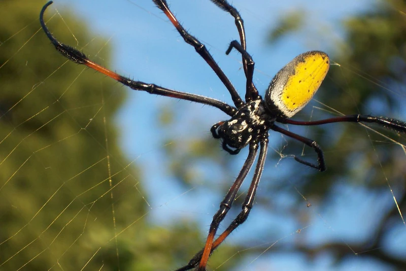 Nephila Spiders