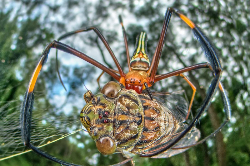 Nephila Spiders