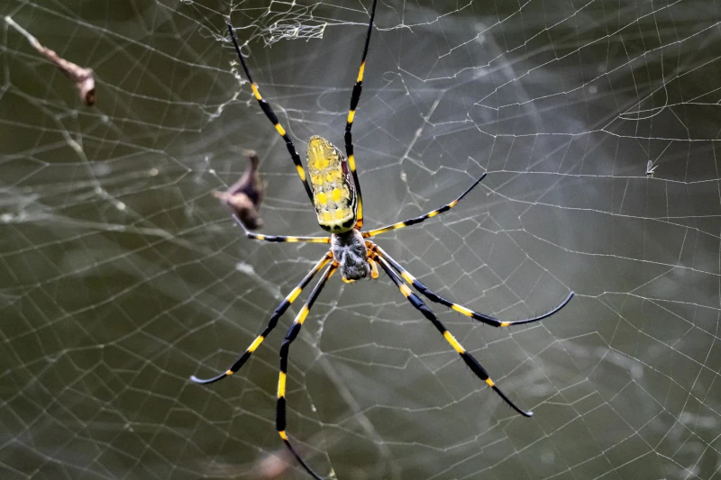 Nephila Spiders