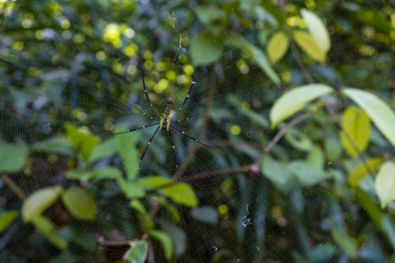 Nephila Spiders