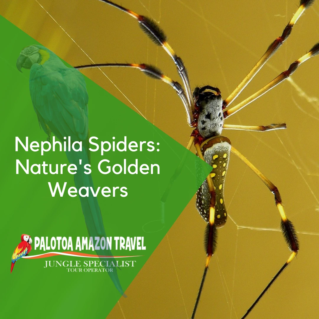 Nephila Spiders
