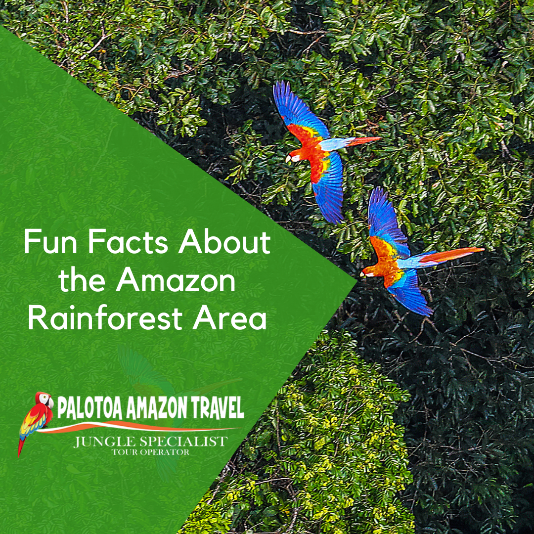 Fun Facts About the Amazon Rainforest Area