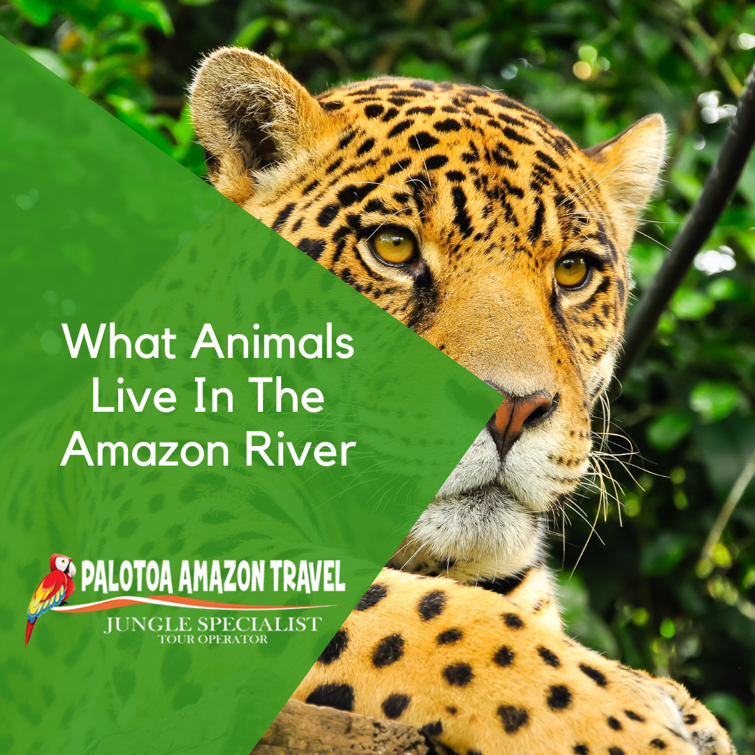 What Animals Live In The Amazon River