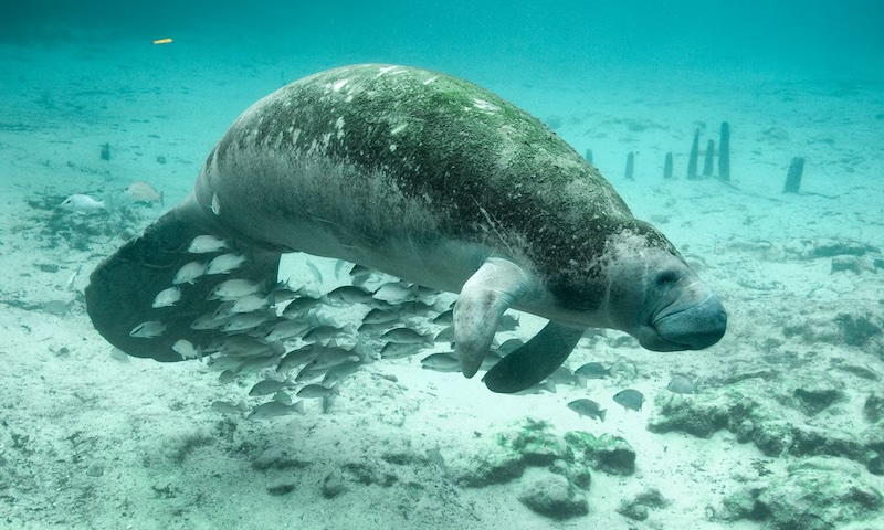 Manateee