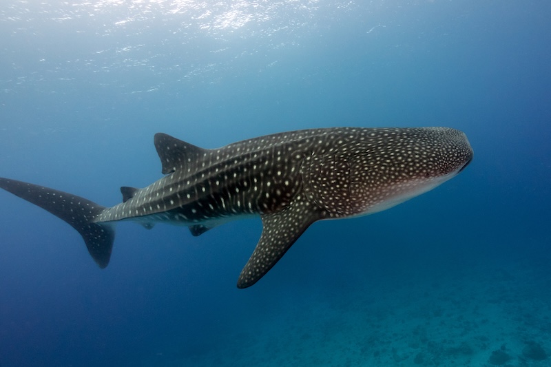Whale Shark 