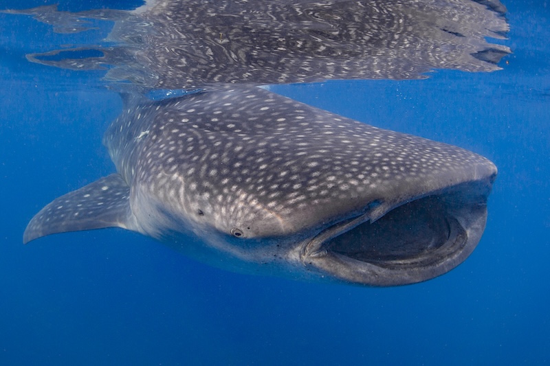Whale Shark 