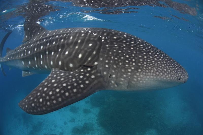 Whale Shark 