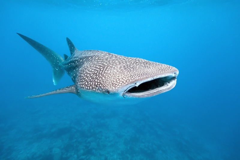 Whale Shark 