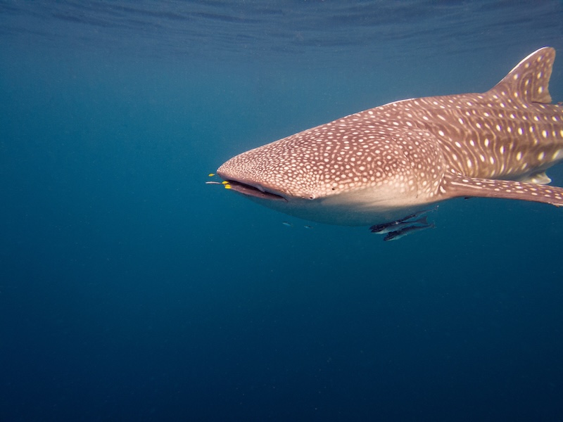 Whale Shark 