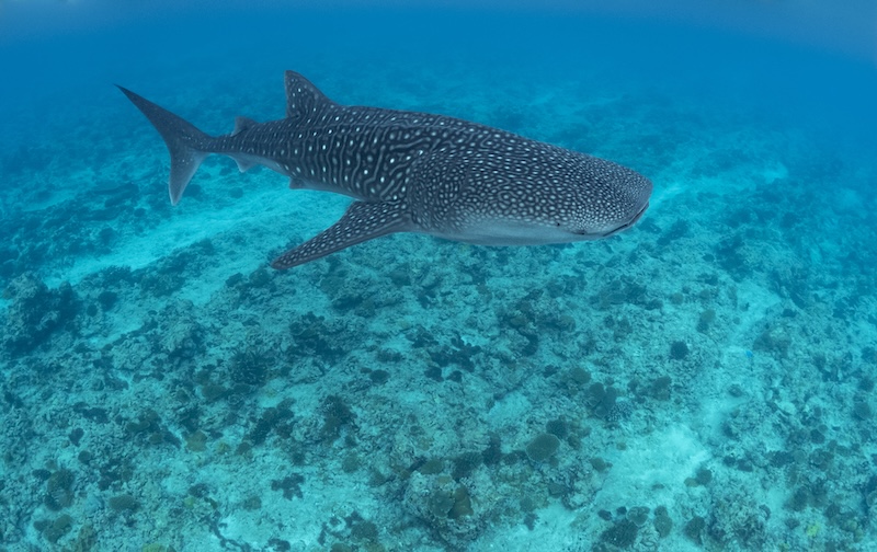 Whale Shark