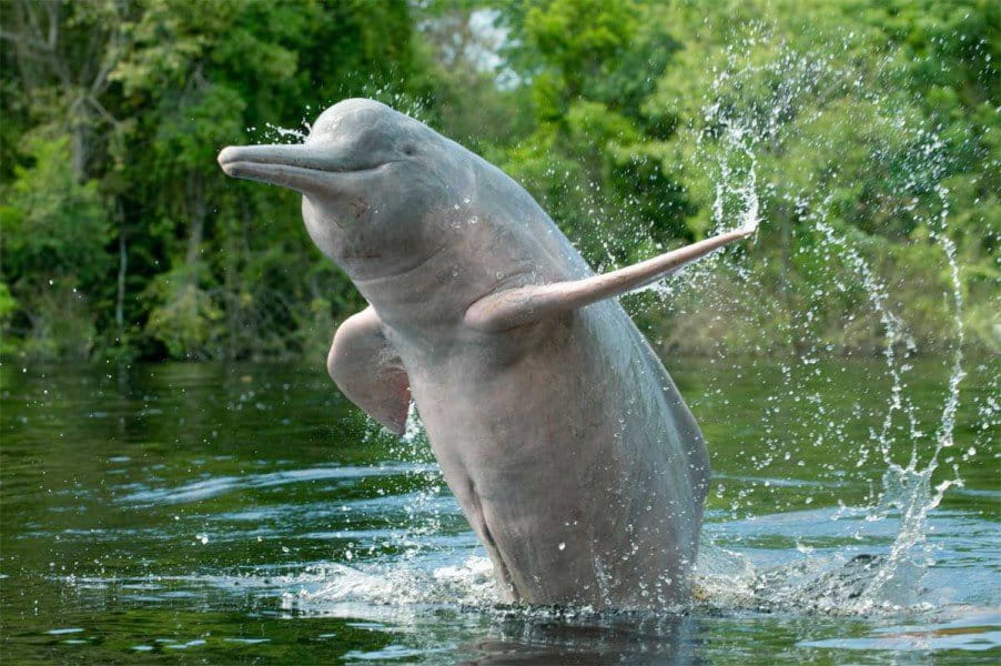 Amazon River Dolphins