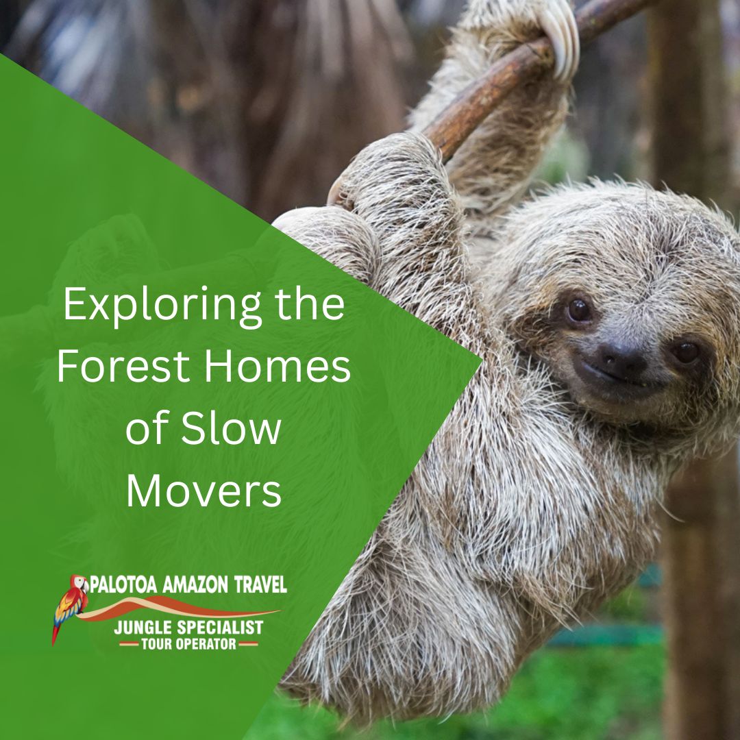 Slow Movers animal in Amazon rainforest