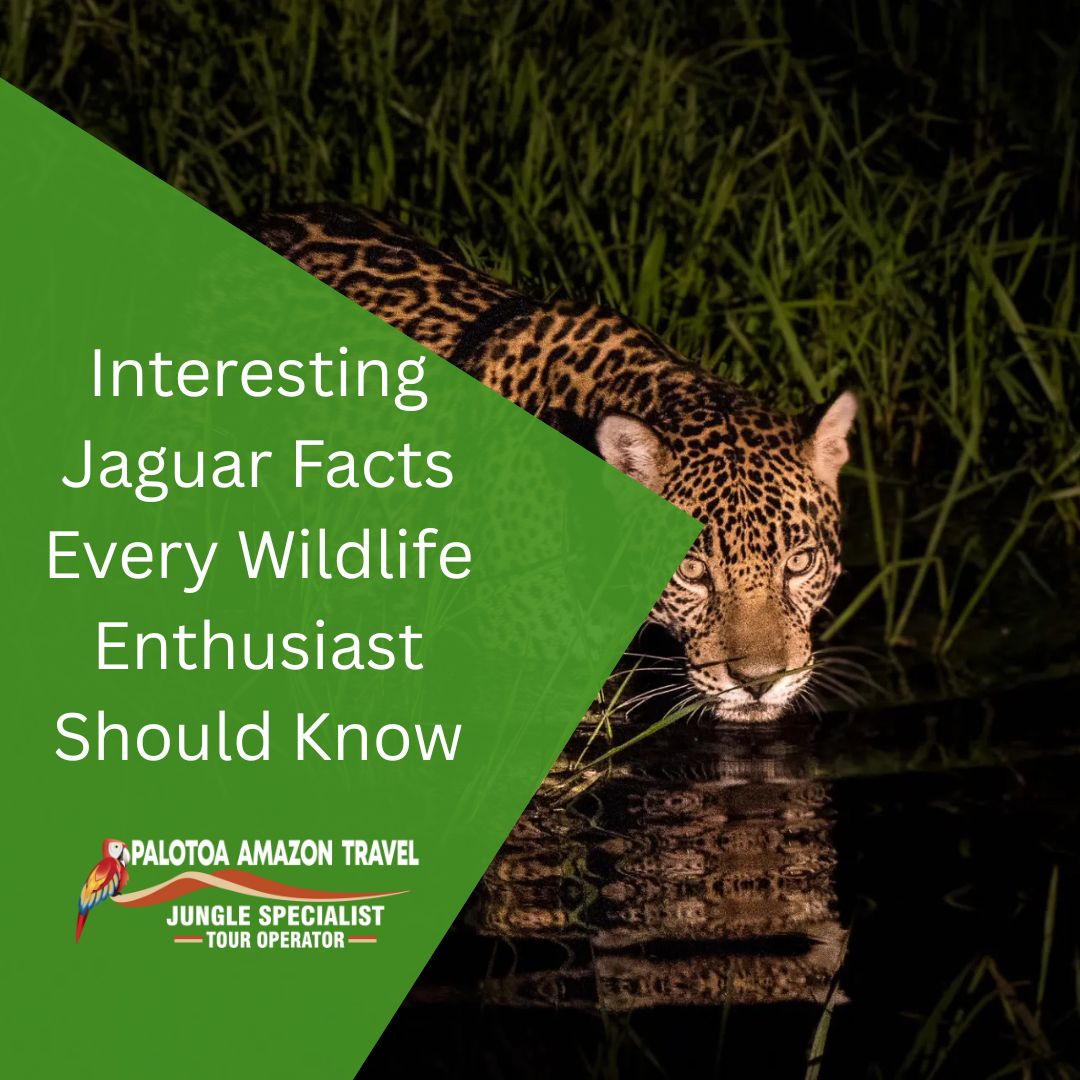 jaguars animal