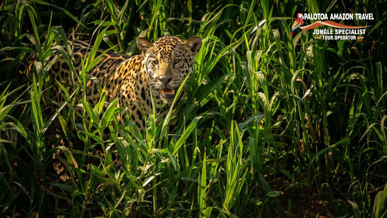 Jaguars Animal