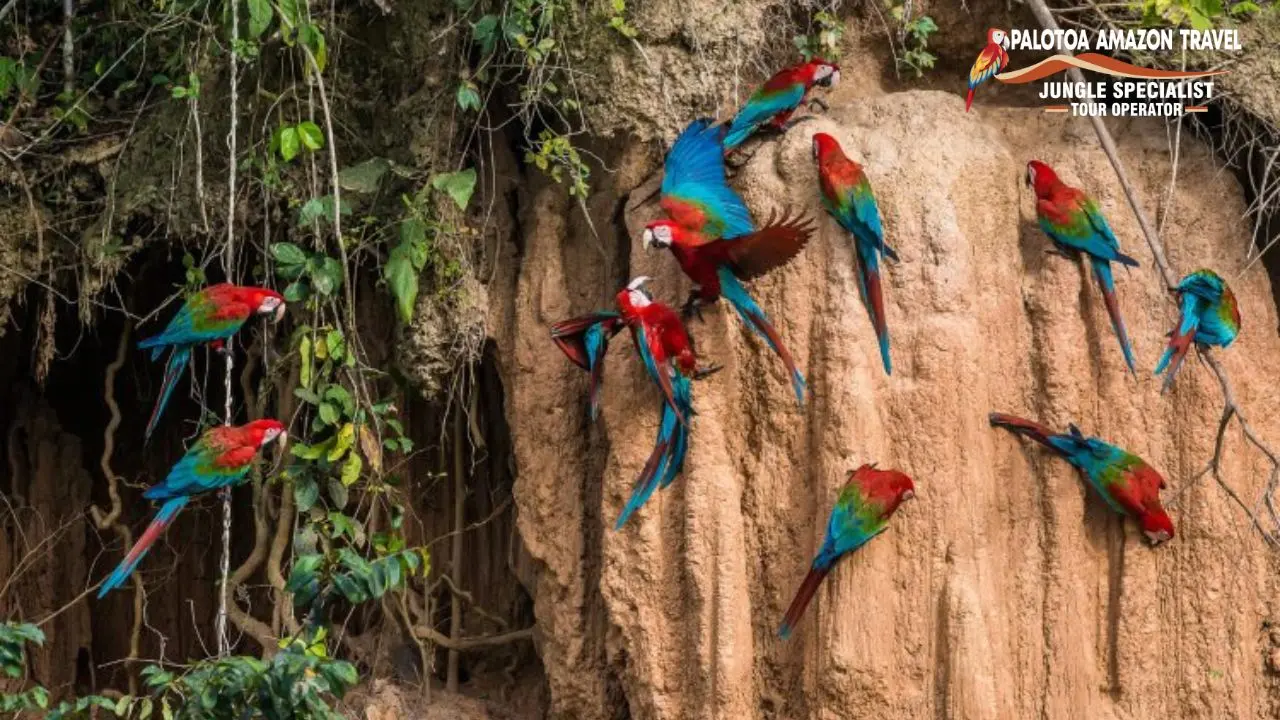 Peru Amazon rainforest 