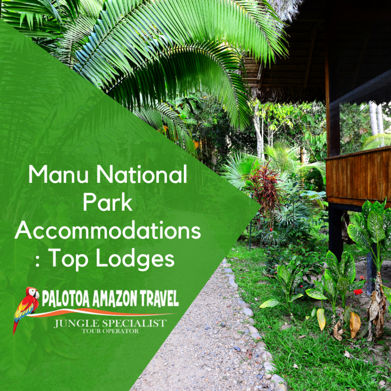 Manu National Park Accommodations : Top Lodges - Palotoa Amazon