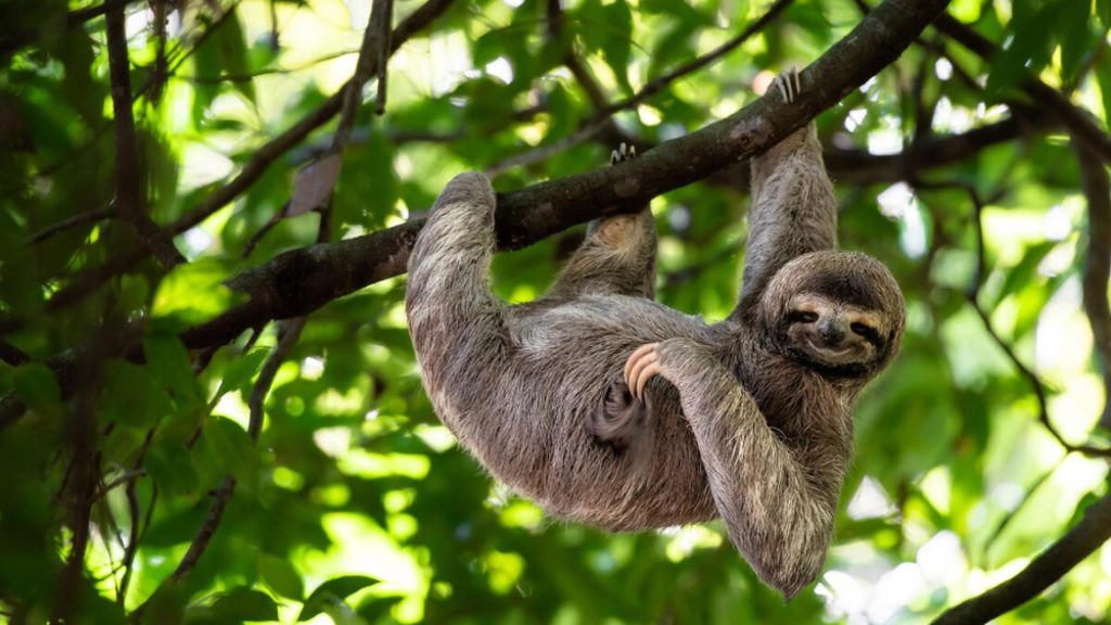 Sloths