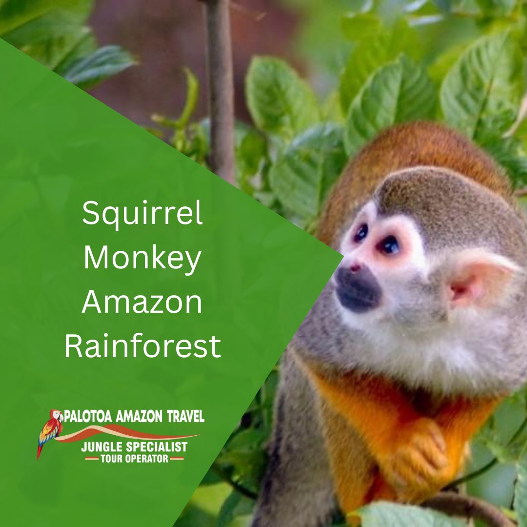 Squirrel Monkey Amazon Rainforest