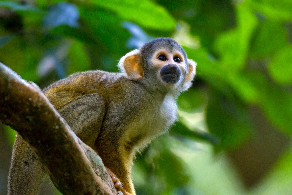 Squirrel Monkey Amazon peru