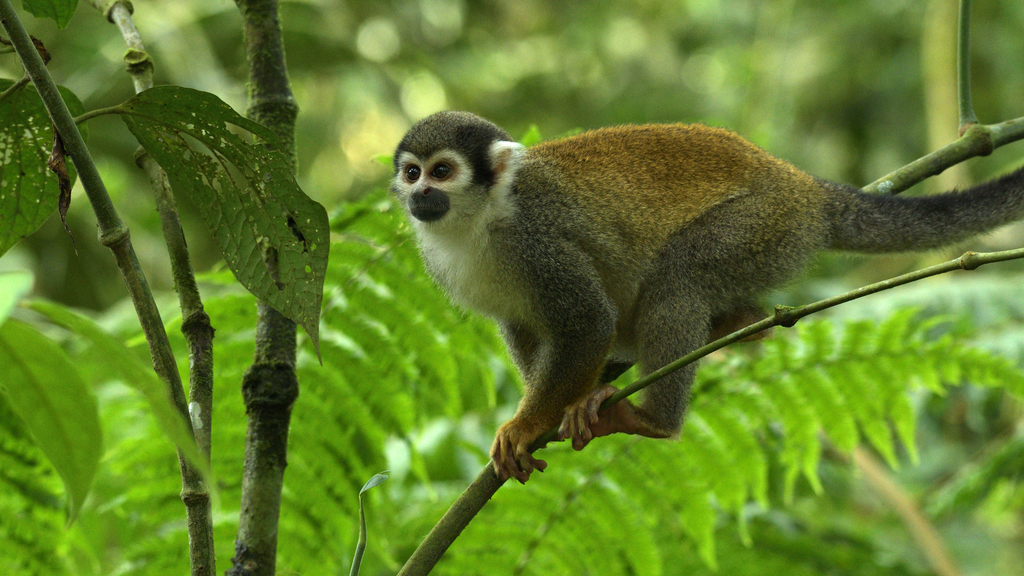 Squirrel Monkey Amazon jungle