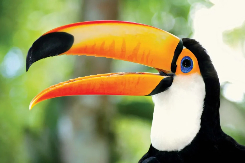 Toucans