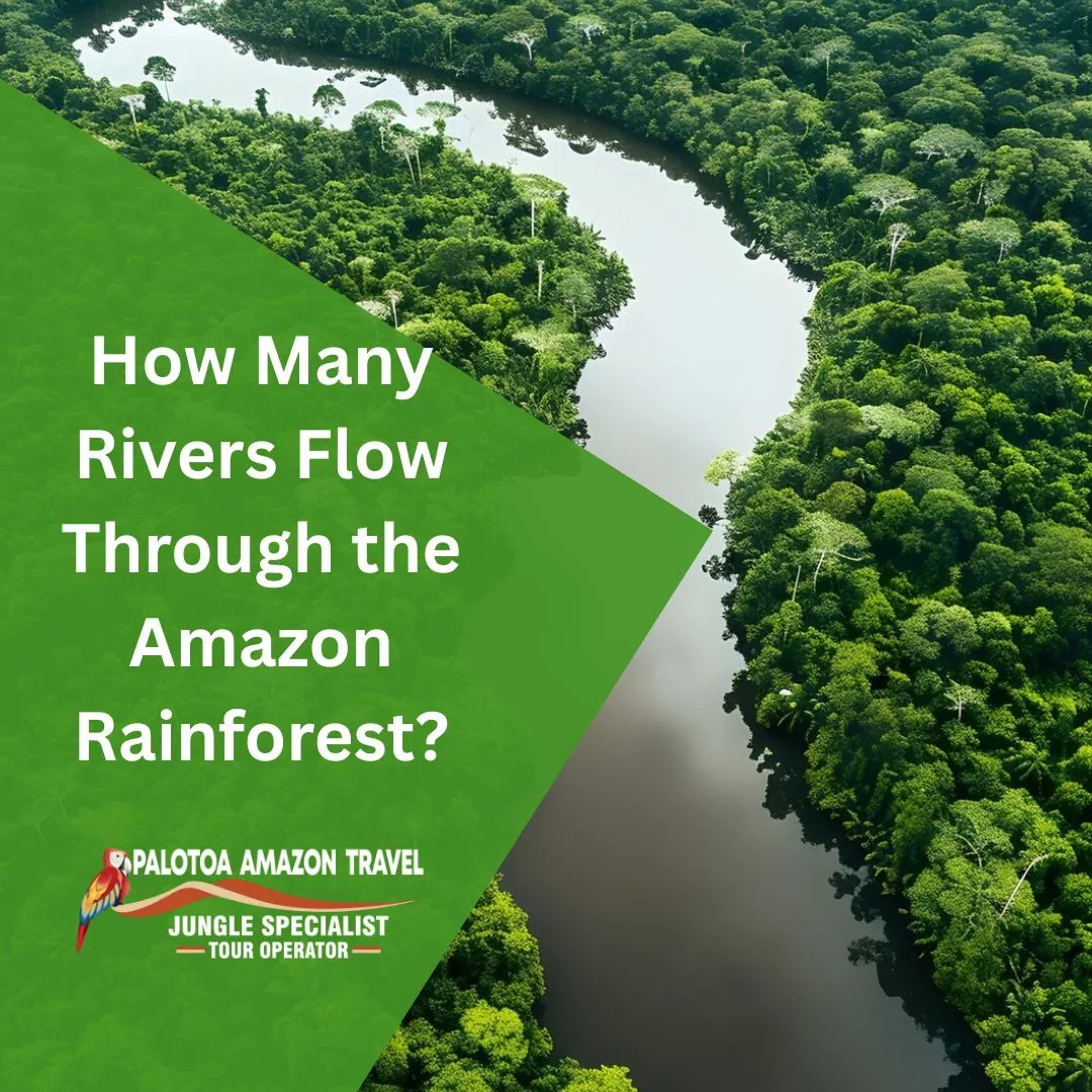 Amazon rainforest rivers