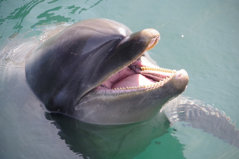 Amazon Pink Dolphin