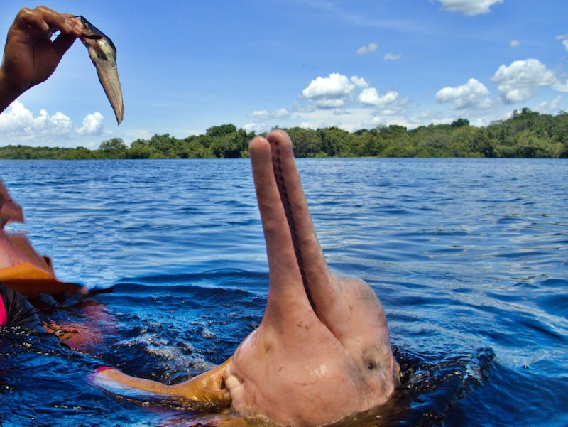 Amazon Pink Dolphin