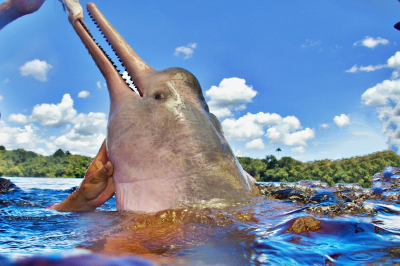 Amazon Pink Dolphin
