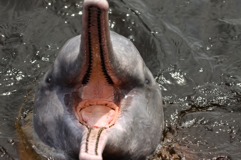 Amazon Pink Dolphin