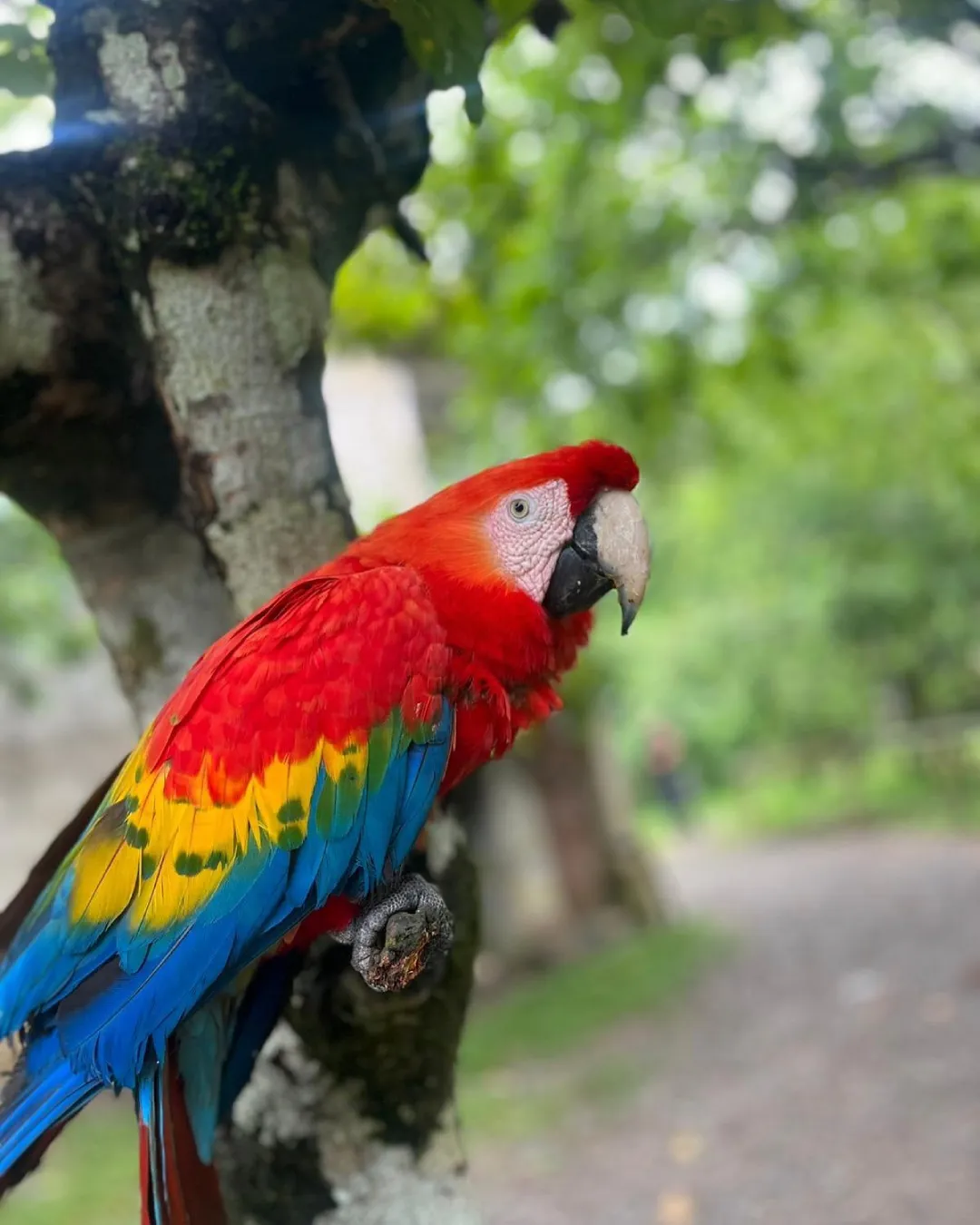 Palotoa Amazon Travel 