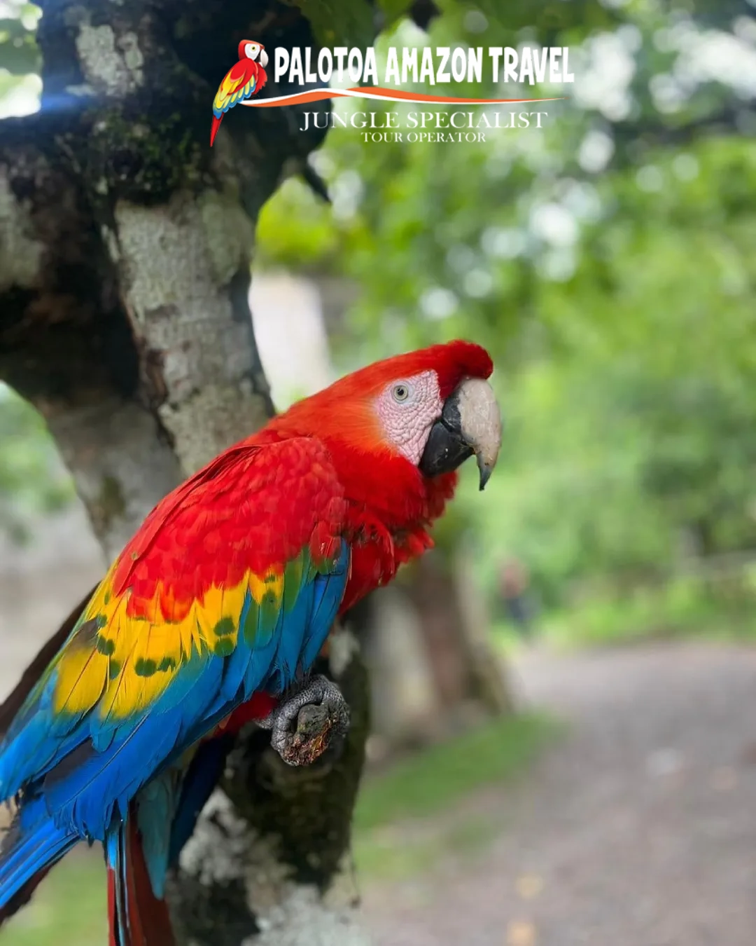 Manu reserved zone Huacamayo