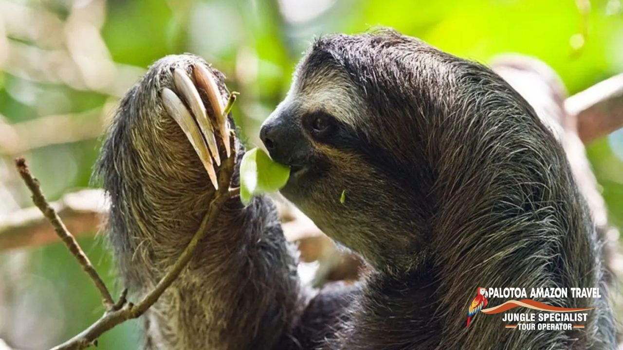 sloth dishes