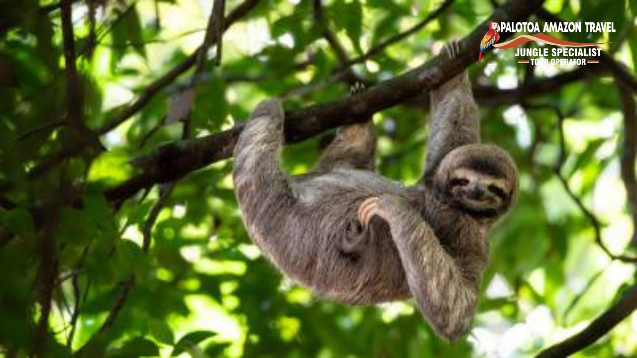 sloth animal